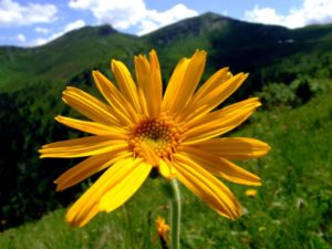 Arnica-Montana-materia-medica-homeopatica