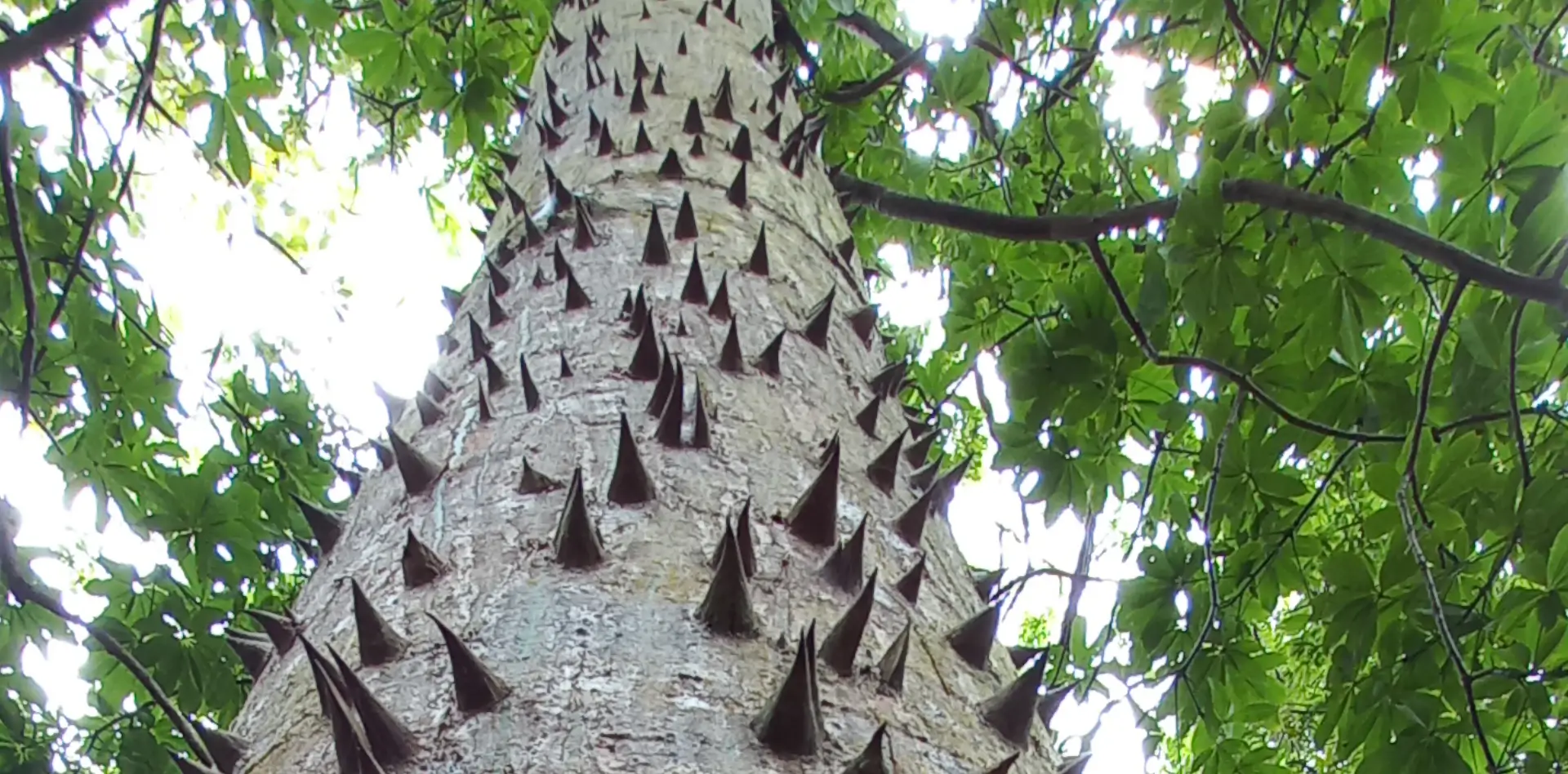 sacred-ceiba-trees